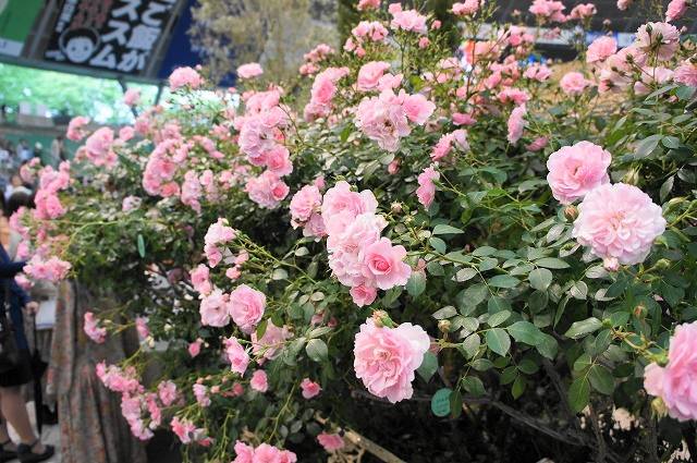50 素晴らしいつる バラ ピンク 最高の花の画像