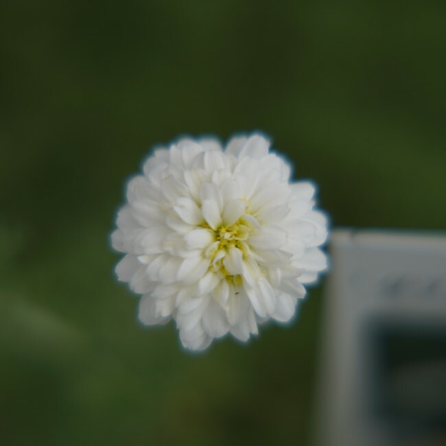 楽天市場】バンクシア ブレクニフォリア 5号スリット鉢植え