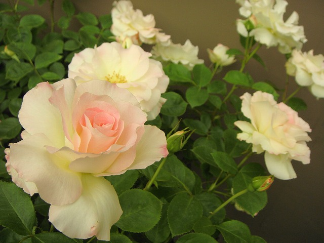 楽天市場 バラ苗 マチルダ 大苗 木立バラ 四季咲き ピンク 薔薇 バラ苗木 苗木部 ｂｙ 花ひろばオンライン