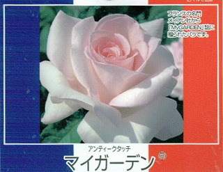 四季咲きバラ苗 2年生大苗