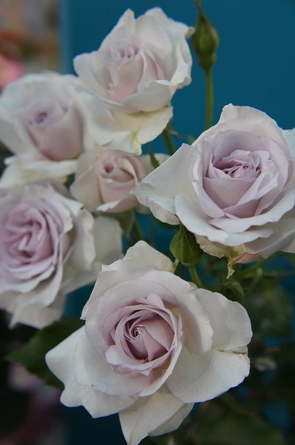 四季咲きバラ苗 2年生大苗