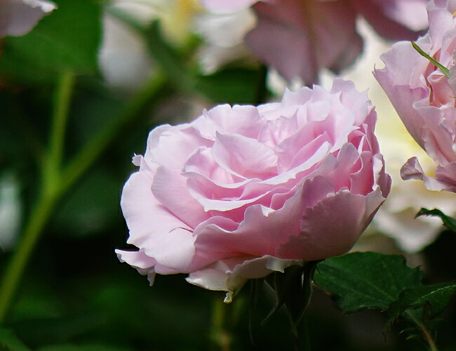 楽天市場 バラ苗 ラマリエ 大苗 木立バラ 河本バラ園 四季咲き ピンク 強香 薔薇 バラ苗木 苗木部 by 花ひろばオンライン 楽天市場 バラ苗 ラマリエ 大苗 木立バラ 河本バラ園 四季咲き ピンク 強香 薔薇 バラ苗木 苗木部 by 花ひろばオンライン