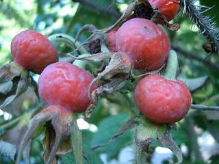 楽天市場 ハマナス 赤一重 バラ苗 1年生新苗 3 5号ポット苗 苗木部 ｂｙ 花ひろばオンライン