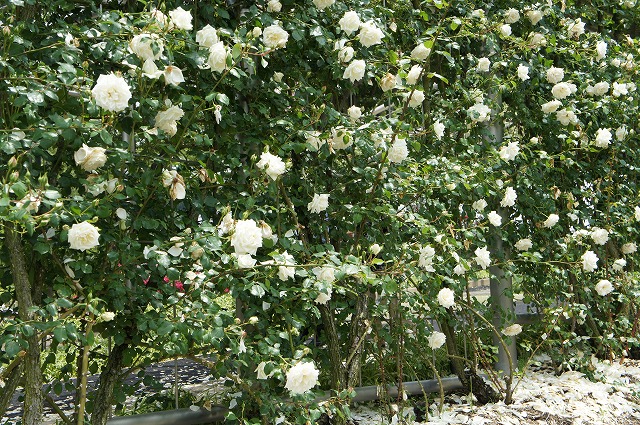 バラ苗 花の苗物 新雪 苗物 四季咲きの強健種 薔薇 初心者に超おすすめ 耐陰性 四季咲き 白色 強健 バラ 苗 つるバラ ツルバラ つるばら 薔薇 フェンス アーチ 壁面仕立て バラ苗 新雪 長尺苗 つるバラ 四季咲き 白色 強健 バラ 苗 つるばら 薔薇 大型宅配便 沖縄