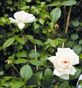 ステファニーグッテンベルグ 木立バラ 12月 翌年1月中に順次入荷 カップ咲き 四季咲き 病害虫に強い 薔薇 人気の新作 四季咲き