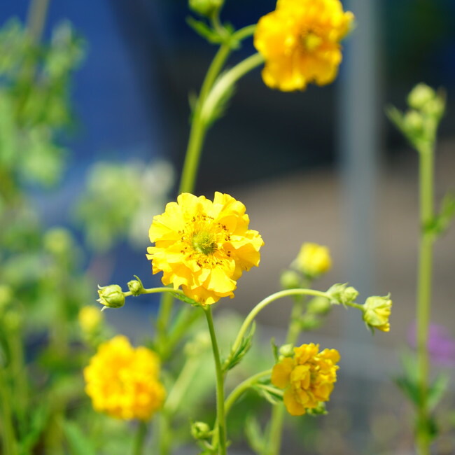 楽天市場】フロックス 【フレームライトブルー】 3号ポット苗 : 苗木部