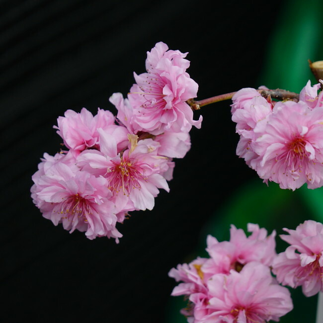 楽天市場】花芽付き 【照手桃】 花桃 （ピンク） 2年生 接木 ポット苗 【観賞花木】 : 苗木部 ｂｙ 花ひろばオンライン