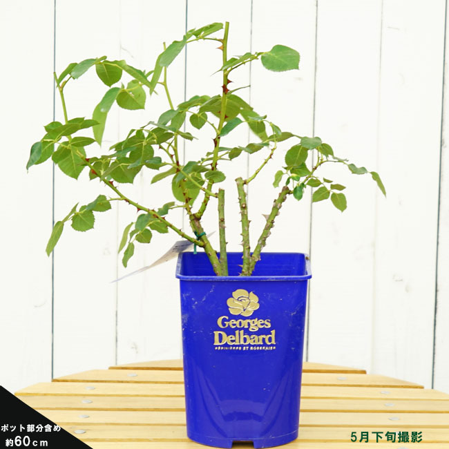 サンテグジュペリ 大苗 デルバール バラ苗木 (Del) 強香 ピンク 薔薇 ガーデニング・農業