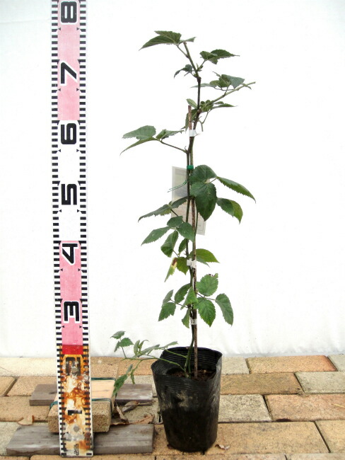 楽天市場 トゲなし ブラックベリー ソーンフリー ポット苗 果樹苗木 果樹苗 苗木部 ｂｙ 花ひろばオンライン