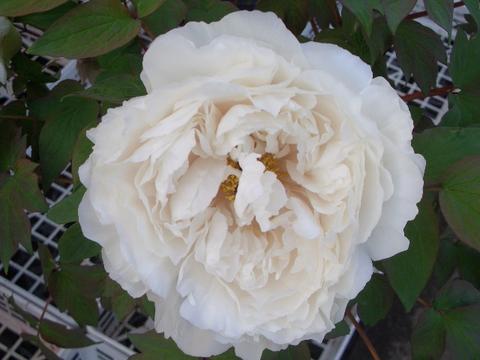 楽天市場】【新日月錦（シンジツゲツニシキ） 】（紅桃色） 牡丹 2年生