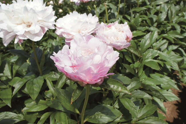 楽天市場 芍薬 シャクヤク 酔月 すいげつ 6号スリット鉢植え 落葉樹 グランドカバー 低木 苗木部 ｂｙ 花ひろばオンライン