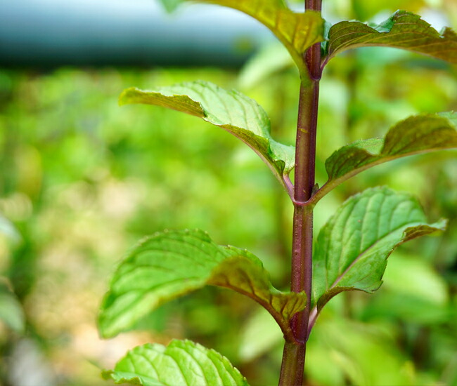 楽天市場 ハーブ 苗 ブラックペパーミント 3号ポット苗 苗木部 by 花ひろばオンライン 楽天市場 ハーブ 苗 ブラックペパーミント 3号ポット苗 苗木部 by 花ひろばオンライン