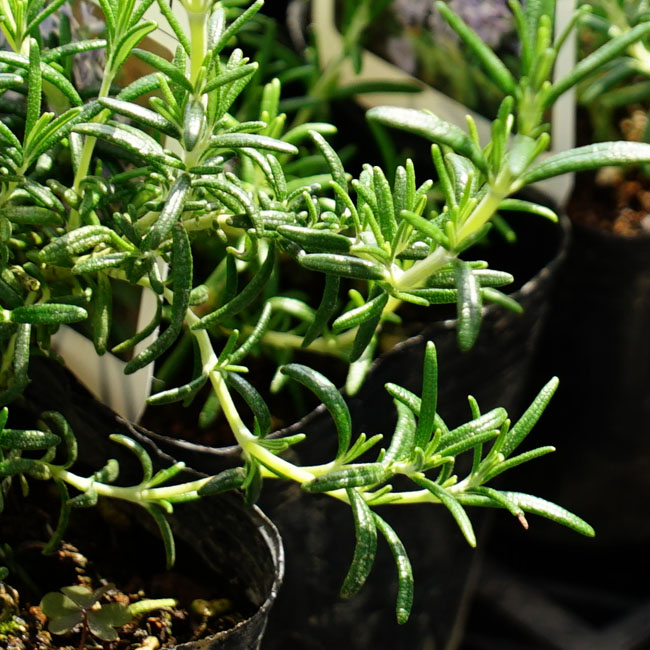 楽天市場 ローズマリー カプリ 半匍匐性 3号ポット苗 ハーブ苗 苗木部 ｂｙ 花ひろばオンライン