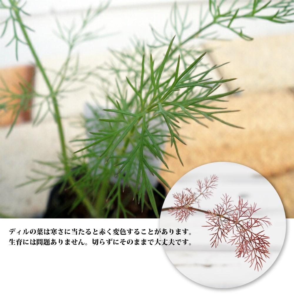 楽天市場 ハーブ 苗 ディル 3号ポット苗 苗木部 ｂｙ 花ひろばオンライン