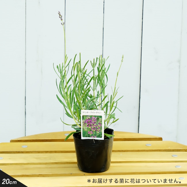 楽天市場】ヤシの木 【ココスヤシ】 1.0m 根巻き大苗 : 苗木部