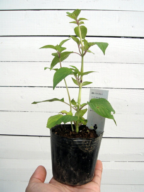 楽天市場 パイナップルセージ ハーブ苗 3号ポット 苗木部 ｂｙ 花ひろばオンライン