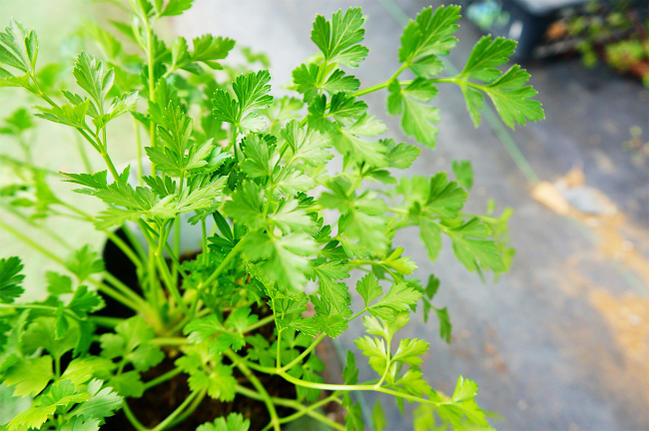 カットした、イタリアンパセリ、NiCoLi✩様、 楽天市場】乾燥パセリ（イタリアンパセリ） 50g 【送料無料