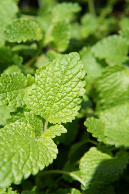 楽天市場 ハーブ 苗 レモンバーム 3号ポット苗 苗木部 ｂｙ 花ひろばオンライン