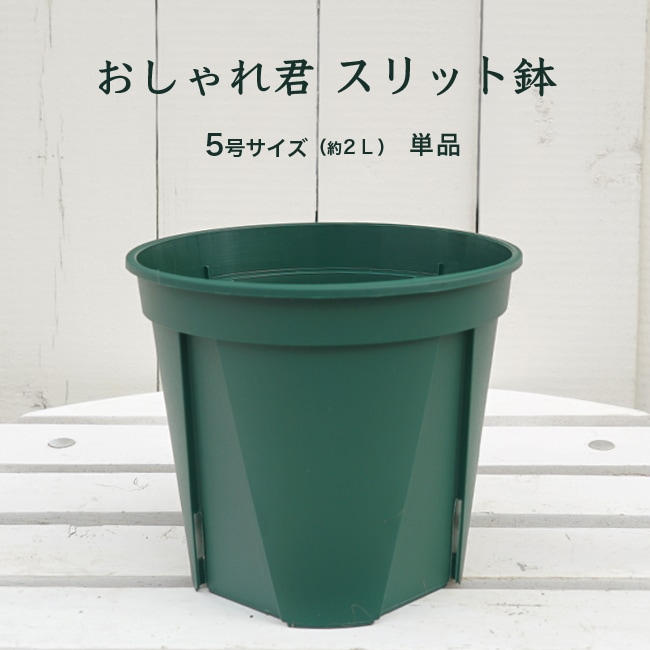 楽天市場】おしゃれ君スリット 鉢 8号 ロング : 苗木部 by 花ひろば
