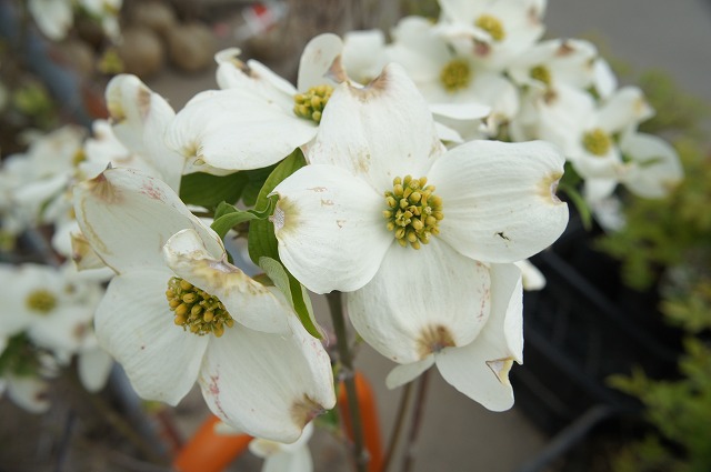 楽天市場 白花ハナミズキ 根巻き大苗 大型宅配便 沖縄 離島不可 苗木部 ｂｙ 花ひろばオンライン