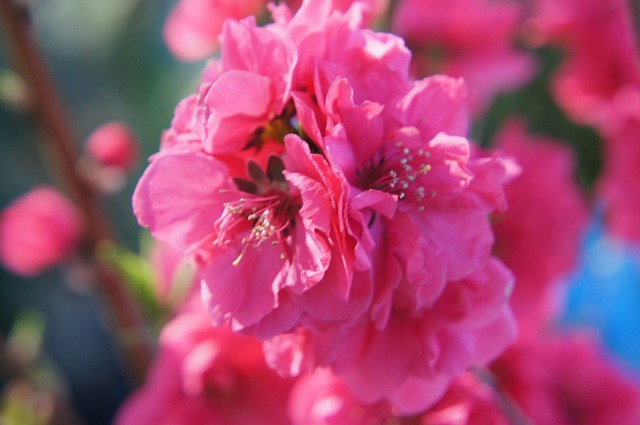 楽天市場 花芽付き 照手紅 花桃 赤 2年生 接ぎ木 ポット苗 観賞花木 苗木部 ｂｙ 花ひろばオンライン