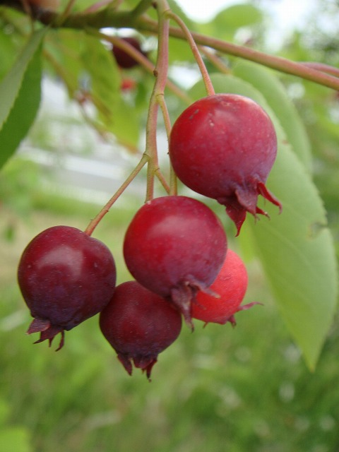 楽天市場 ジューンベリー ピアソン２ ポット苗 苗木部 ｂｙ 花ひろばオンライン