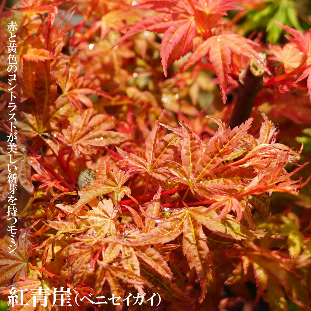 楽天市場】モミジ 【紅青崖（ベニセイガイ）】 テーブルサイズ 鉢植え