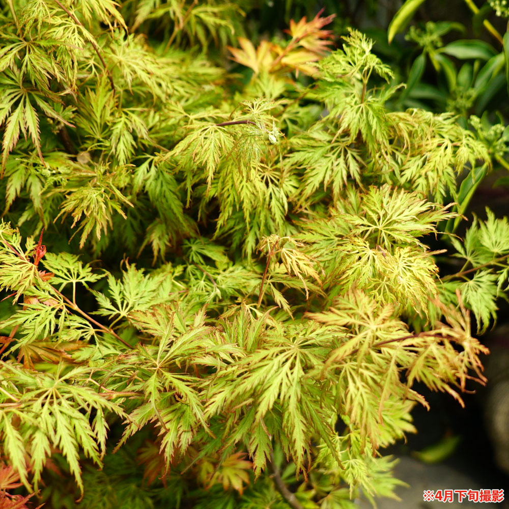 モミジ ガーデングローリー テーブルサイズ 鉢苗 落葉樹 もみじ 苗 観葉植物 Letempslev K7a Com