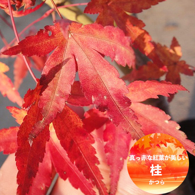楽天市場】モミジ 【桂（カツラモミジ）】 テーブルサイズ 鉢植え
