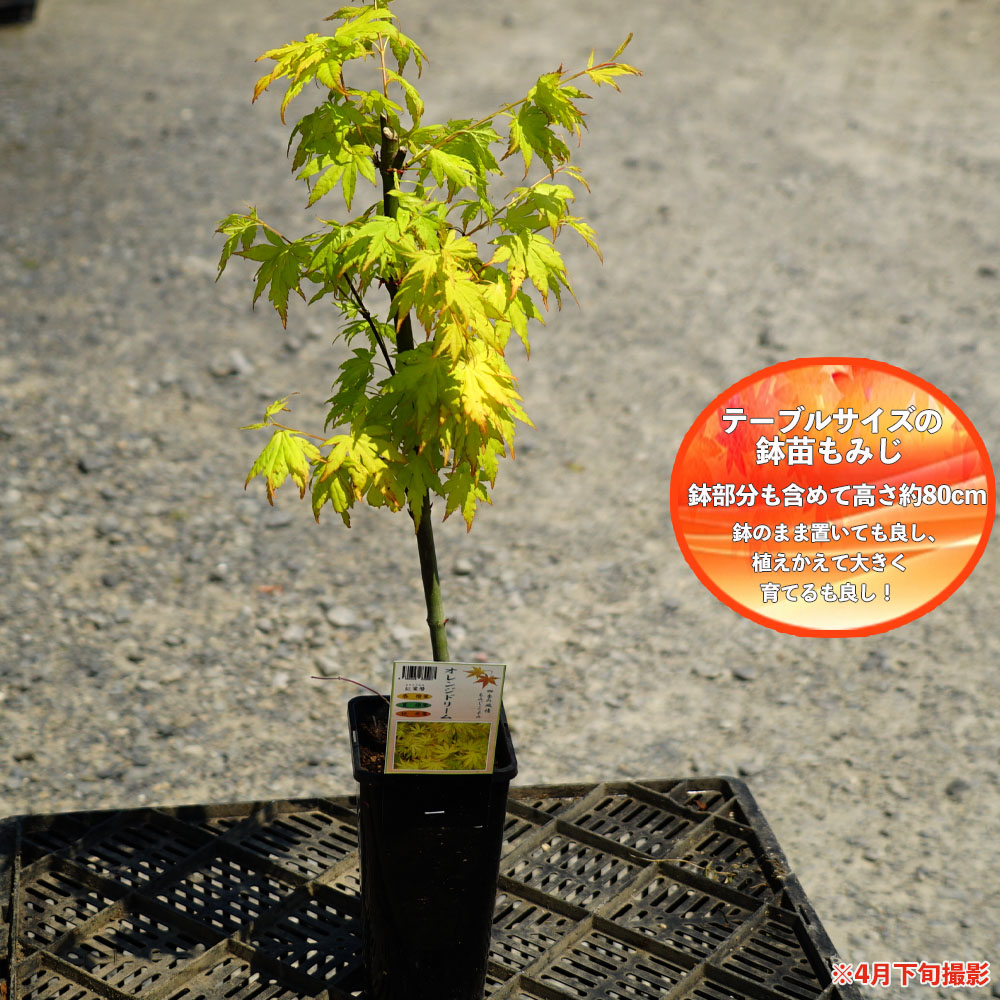 楽天市場 モミジ オレンジドリーム テーブルサイズ 鉢苗 落葉樹 もみじ 苗 観葉植物 イロハモミジ系 苗木部 ｂｙ 花ひろばオンライン