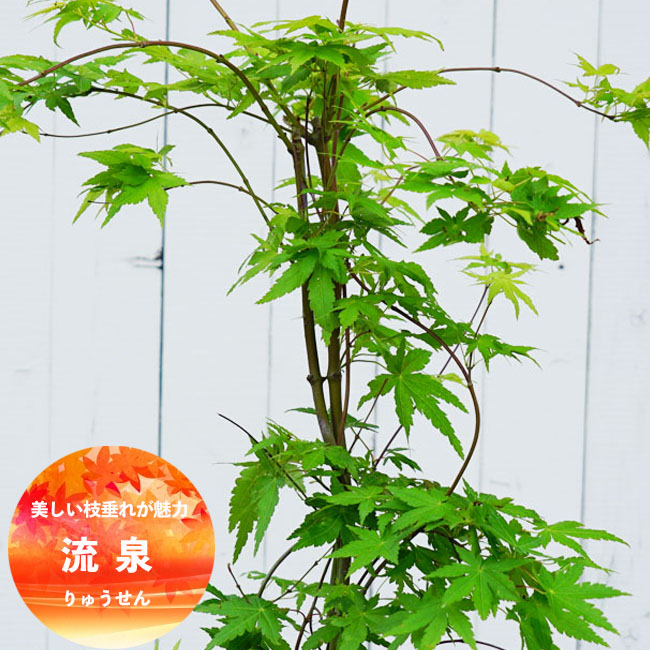 楽天市場】モミジ 【流泉】 テーブルサイズ 鉢植え : 苗木部