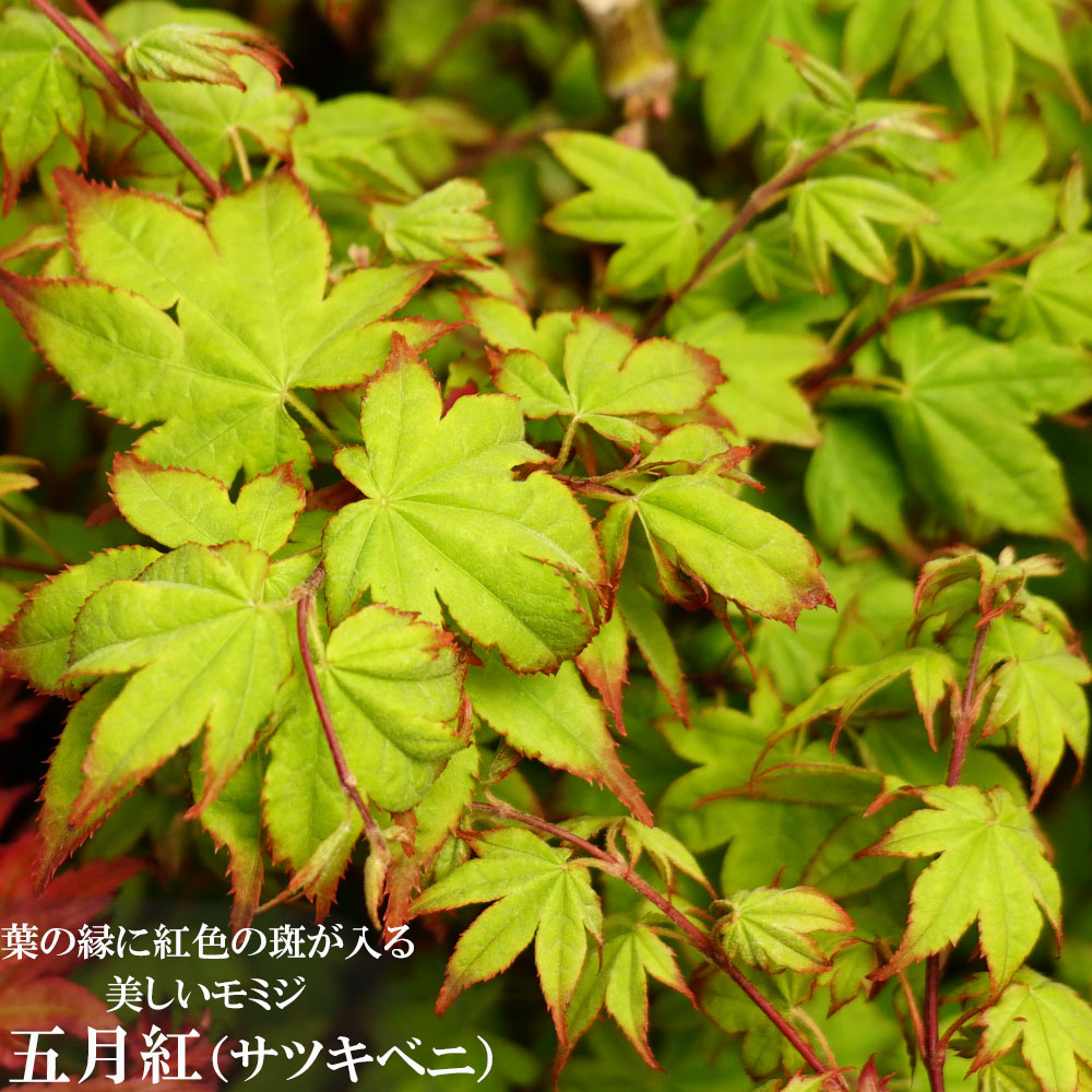 楽天市場 モミジ 五月紅 サツキベニ テーブルサイズ 鉢苗 落葉樹 もみじ 苗 観葉植物 苗木部 ｂｙ 花ひろばオンライン