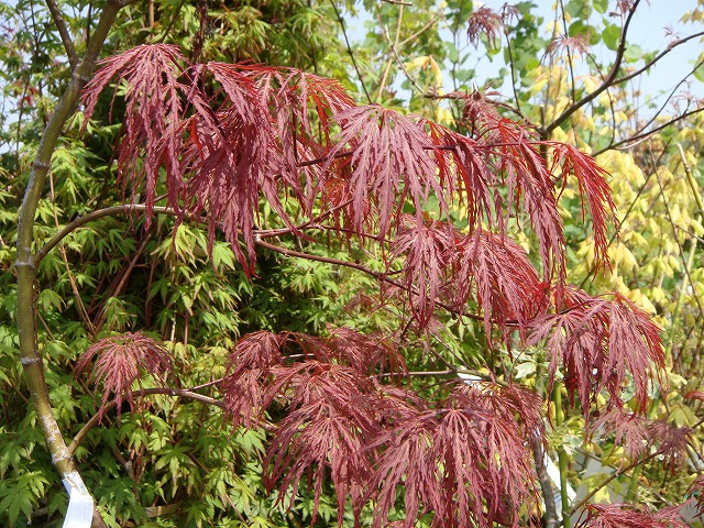 楽天市場 モミジ 赤しだれ もみじ テーブルサイズ 鉢苗 落葉樹 もみじ 苗 観葉植物 苗木部 ｂｙ 花ひろばオンライン