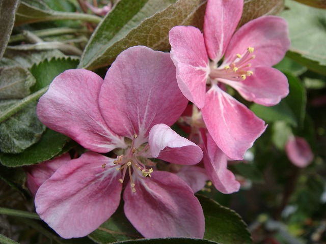 楽天市場 りんご 苗木 バレリーナツリー メイちゃんの瞳 1年生 接ぎ木 苗 苗木部 ｂｙ 花ひろばオンライン
