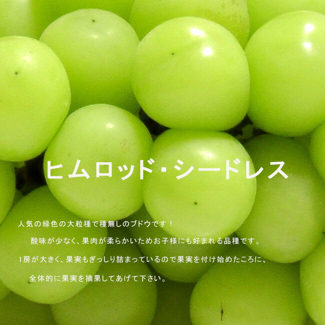 楽天市場】種無しぶどう 【ヒムロッドシードレス】 1年生挿木苗木 : 苗木部 ｂｙ 花ひろばオンライン