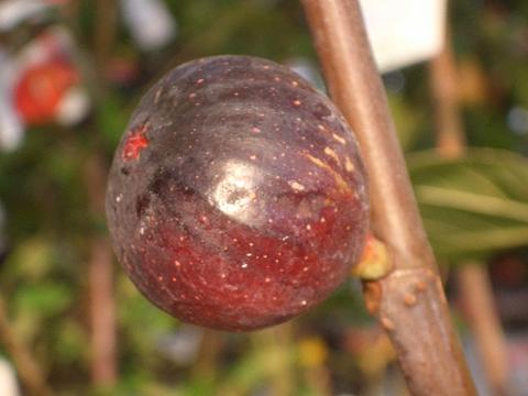 楽天市場 世界のイチジク 苗木 ビオレソリエス バイオレット ソリエス 1年生苗 無花果 果樹 苗木部 ｂｙ 花ひろばオンライン