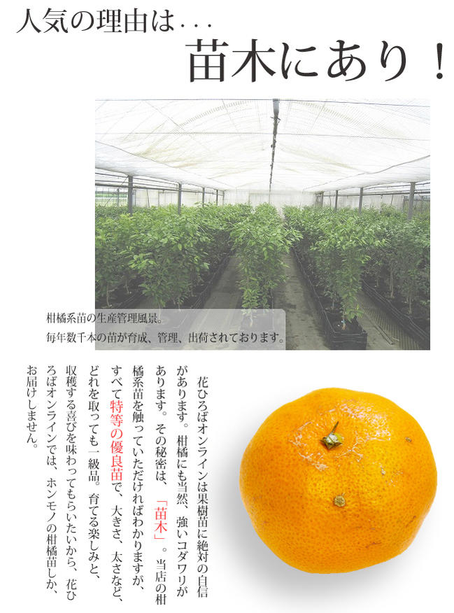 糖度15度 種が少なく 柔らかくて食べやすい美味しいみかん 産地で剪定済 あすみ あすみ みかん みかん 3年生接ぎ木大苗 産地で剪定済 1 0m苗 果物の苗物 Southernoaksfuneralservice Com
