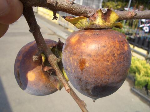 黒い柿 黒柿(甘)鉢植え - 食品