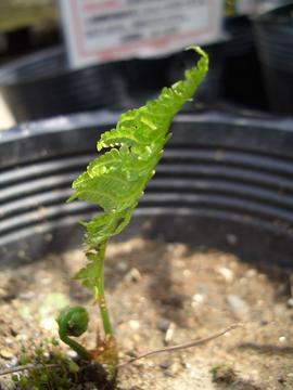 楽天市場】コゴミ 苗 【コゴミ 大株】 プラスチック鉢植え 山菜 屈