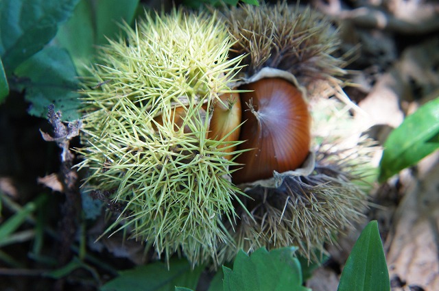 丹波栗 くりの苗木 3年生大苗 1m苗 産地で剪定済 1 0m苗 予約販売9 10月頃入荷予定 Yazamcoit Co Il