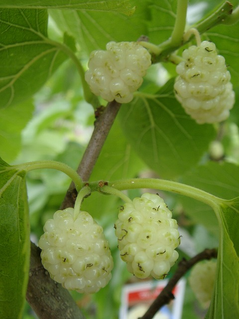 hana-online: White fruit Mulberry seedling white belly pot onae fruit ...