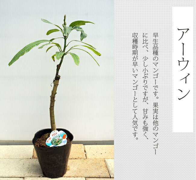 by 接木大苗 収穫の早い 沖縄県産 早生品種 熱帯果樹 苗木部 アーウィン 接木苗 常緑樹 アーウィン アーウィン バラ苗 マンゴー 花ひろばオンラインマンゴー by 接木大苗 収穫の早い 沖縄県産 早生品種 熱帯果樹 苗木部 アーウィン 接木苗 常緑樹 アーウィン アーウィン バラ苗 マンゴー 花ひろばオンラインマンゴー