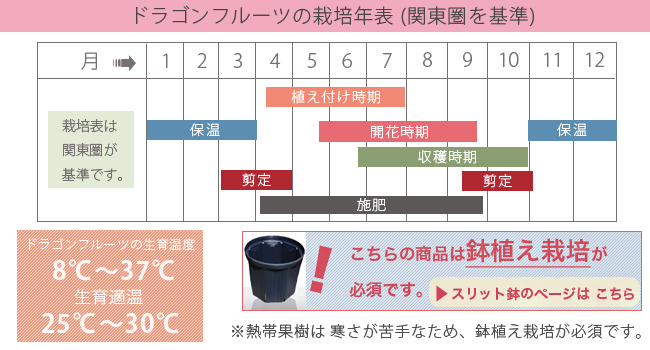 楽天市場 ドラゴンフルーツ 白肉 ポット苗 沖縄県産 熱帯果樹 苗木部 ｂｙ 花ひろばオンライン