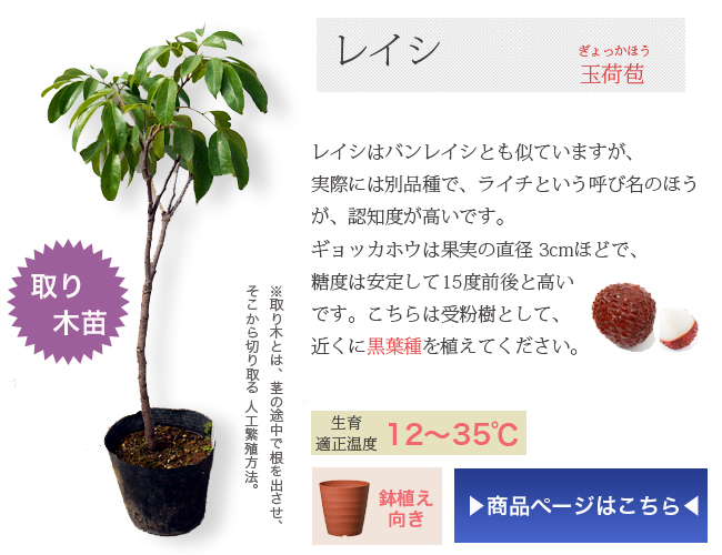 大玉の果実で種が小さい 食べ応えがあるライチの代表品種 ライチ 玉荷包 4 5号ポット苗 沖縄県産