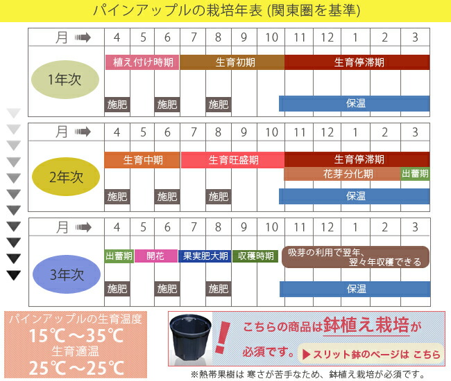 楽天市場 パインアップル スナックパイン ポット苗 沖縄県産 苗木部 ｂｙ 花ひろばオンライン