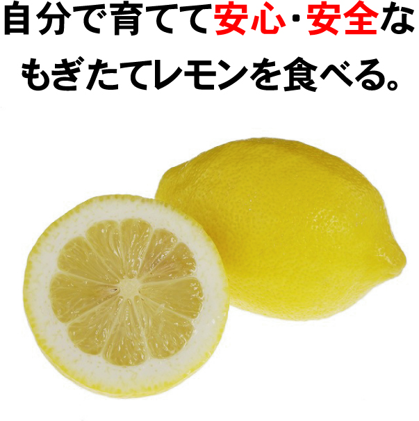 トゲなしレモンの新境地 四季なりでトゲが小さいれもん トゲなし レモンの木 レモンの木 トゲなし 選抜大実 アレンユーレカ 3年生接木大苗 予約販売9 10月頃入荷予定 果物の苗物 苗木部 ｂｙ 花ひろばオンライン