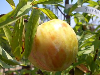 品種ガラリ(すもも)大苗木3本 楽天市場】スモモ プラム 苗 【太陽 （たいよう）】 3年生