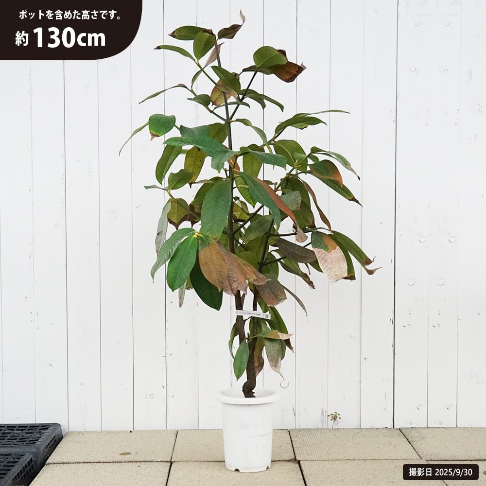 マンゴー苗　品種　リリー　10号サイズの大苗 マンゴー苗 品種 リリー 10号特大 マンゴー苗 品種 リリー 10号サイズ