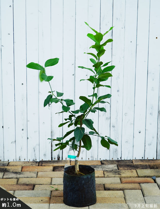 注目の 送料無料 ライムの木 7号鉢サイズ 鉢植え 薫る花 タヒチライム 接ぎ木 接木 苗 苗木 常緑 柑橘類 果樹苗 果樹苗木 フルーツ 庭木 シンボルツリー 観葉植物 ミニ プレゼント ギフト 贈り物 お誕生日 開店祝い 引っ越し祝い 新築祝い 移転祝い ライム 苗