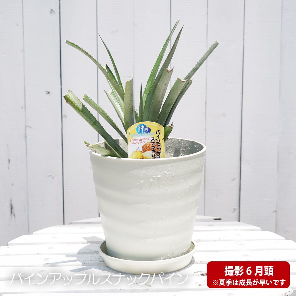 観葉植物に スナックパイン フレグラーポット大苗 鉢植え パインアップル